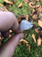 Coprinopsis