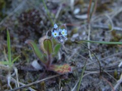 Myosotis ramosissima