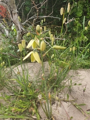 Albuca flaccida