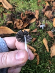 Coprinopsis