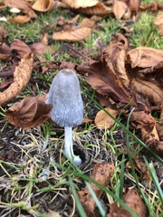 Coprinopsis
