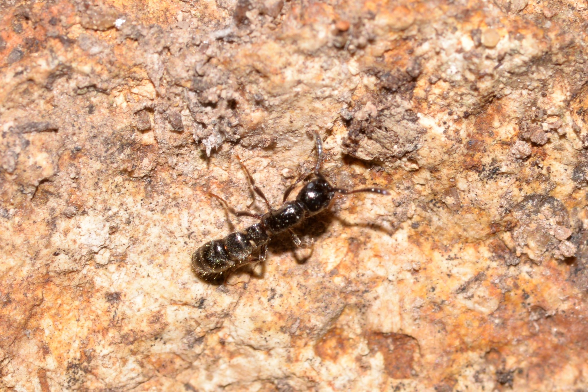 Lioponera senescens