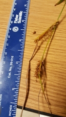 Carex vesicaria