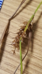 Carex vesicaria
