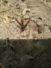 Phimenes flavopictus blanchardi