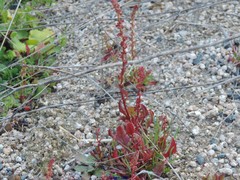 Rumex bucephalophorus
