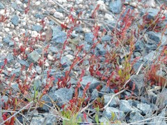 Rumex bucephalophorus