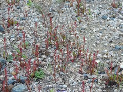 Rumex bucephalophorus