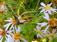 Dolichovespula norvegicoides