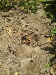 Phimenes flavopictus blanchardi