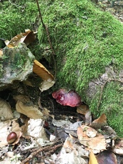 Fistulina hepatica