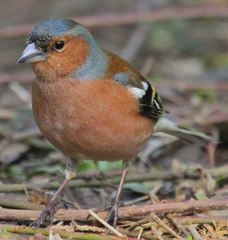 Fringilla coelebs