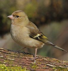 Fringilla coelebs