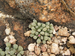 Frithia pulchra