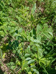 Glycyrrhiza