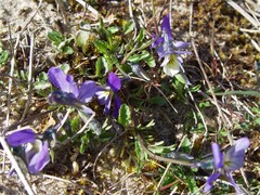 Viola tricolor curtisii