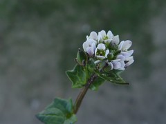Cochlearia danica