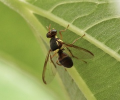 Bactrocera bryoniae