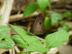 Hermeuptychia harmonia