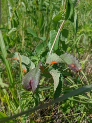 Phragmidium sanguisorbae