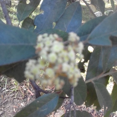Cryptocarya ferrea