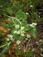 Dasispermum