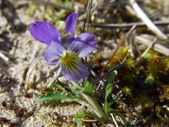 Viola tricolor curtisii