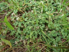 Trifolium scabrum