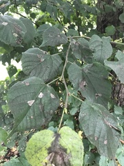 Tilia euchlora