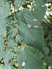 Tilia euchlora