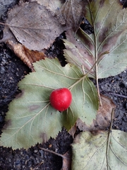 Crataegus intricata