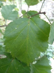 Crataegus intricata