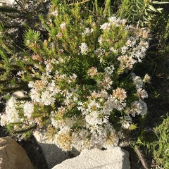Agathosma ciliaris