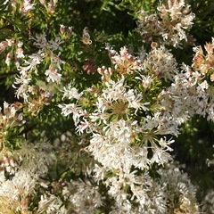 Agathosma ciliaris