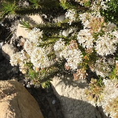 Agathosma ciliaris