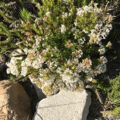 Agathosma ciliaris