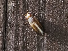 Peplomyza