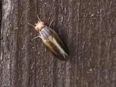 Peplomyza