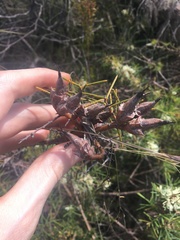 Hakea teretifolia