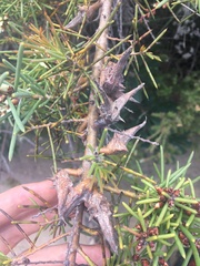 Hakea teretifolia