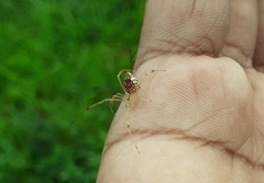 Thwaitesia margaritifera
