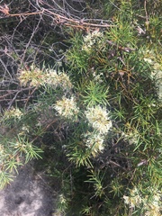 Hakea teretifolia
