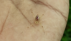 Thwaitesia margaritifera