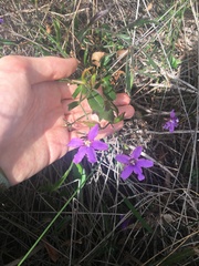 Scaevola ramosissima