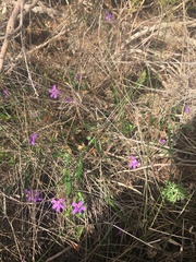 Scaevola ramosissima