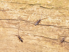 Paronellides