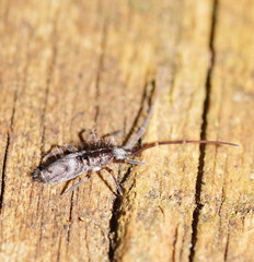 Paronellides