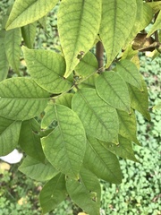 Phellodendron japonicum