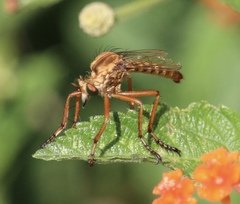 Diogmites angustipennis