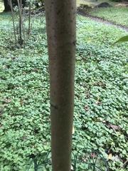 Phellodendron japonicum